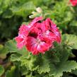 Muškát, pelargonie velkokvětá 'Elegance Red Velvet' - Pelargonium grandiflorum 'Elegance Red Velvet'