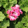 Muškát, pelargonie velkokvětá 'Elegance Red Velvet' - Pelargonium grandiflorum 'Elegance Red Velvet'