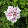 Muškát, pelargonie velkokvětá 'Elegance Royalty White' - Pelargonium grandiflorum 'Elegance Royalty White'