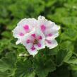 Muškát, pelargonie velkokvětá 'Elegance Royalty White' - Pelargonium grandiflorum 'Elegance Royalty White'