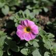 Petúnie 'Petchoa BeutiCal Sunray Pink' - Petunia hybrida 'Petchoa BeutiCal Sunray Pink'