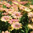 Dvoutvárka 'Osticade Twillight Moon' - Osteospermum ecklonis 'Osticade Twillight Moon'