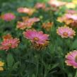 Dvoutvárka 'Osticade Daybreak' - Osteospermum ecklonis 'Osticade Daybreak'