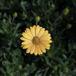 Dvoutvárka 'Cape Daisy Magic Sunrise' - Osteospermum ecklonis 'Cape Daisy Magic Sunrise'