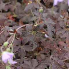 Kakost skvrnitý 'Espresso' - Geranium maculatum 'Espresso'