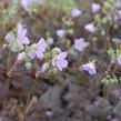 Kakost skvrnitý 'Espresso' - Geranium maculatum 'Espresso'