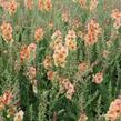 Divizna 'Clementine' - Verbascum 'Clementine'