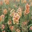 Divizna 'Clementine' - Verbascum 'Clementine'