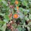 Kuklík šarlatový 'Borisii-Strain' - Geum coccineum 'Borisii-Strain'