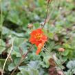 Kuklík šarlatový 'Borisii-Strain' - Geum coccineum 'Borisii-Strain'