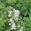 Žluťucha orlíčkolistá 'Nimbus White' - Thalictrum aquilegifolium 'Nimbus White'