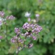 Žluťucha orlíčkolistá 'Nimbus White' - Thalictrum aquilegifolium 'Nimbus White'