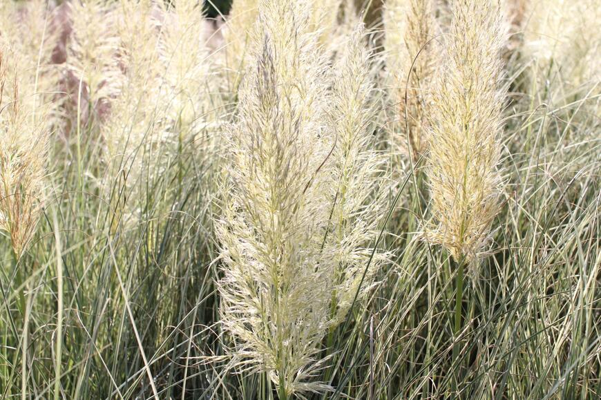 Cortaderia selloana 'Esperanta' (1)