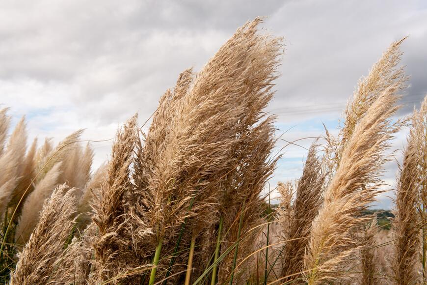 Cortaderia selloana 'Pumila'_03