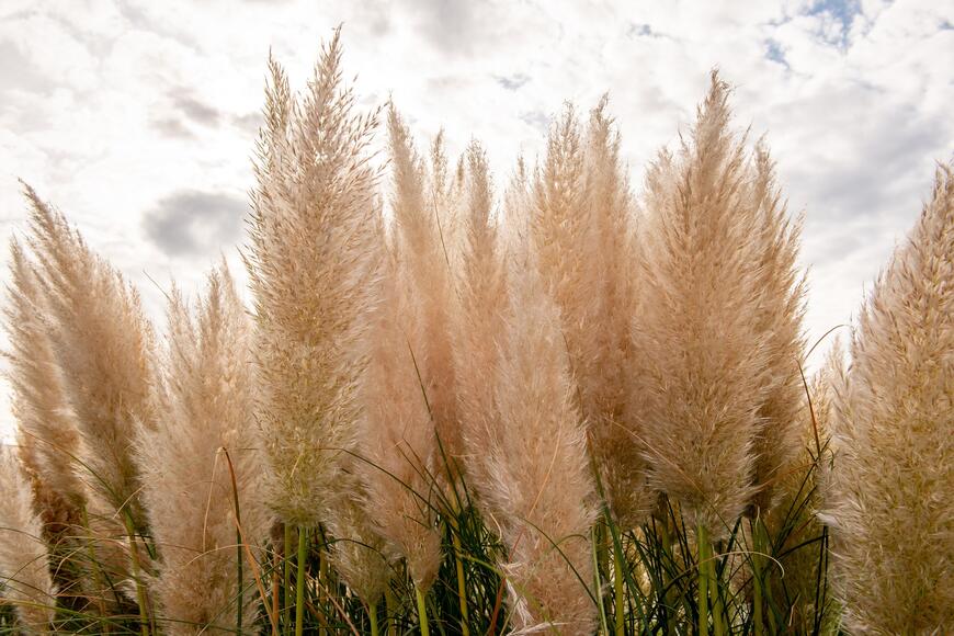 Cortaderia selloana 'Evita'_02