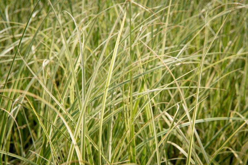 Cortaderia selloana 'Silver Comet'_02