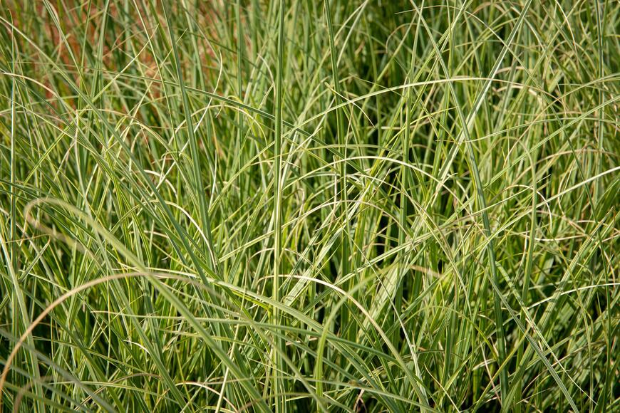 Cortaderia selloana 'Esperanta'_02