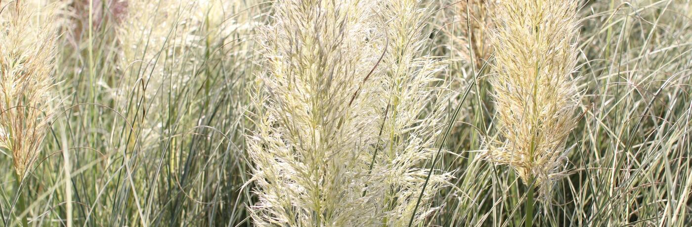 Cortaderia selloana 'Esperanta' (1)