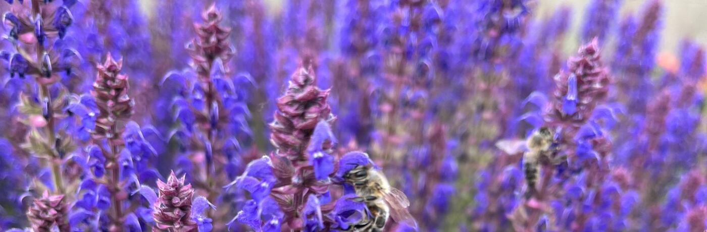 Salvia superba 'April Night' baner