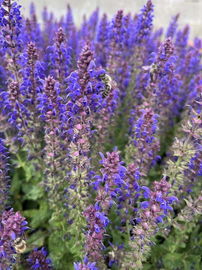 Salvia superba 'April Night'