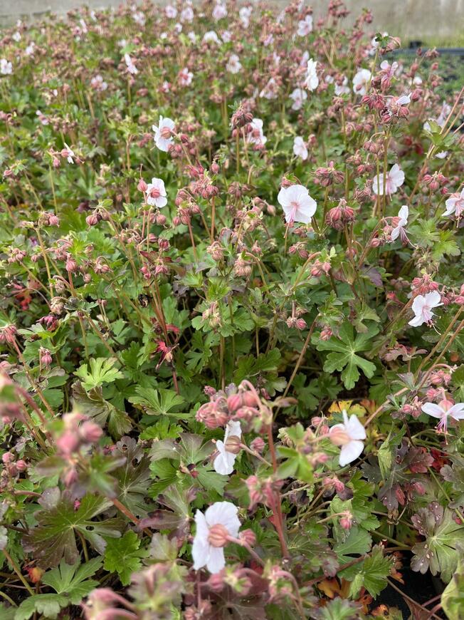 Geranium x cantabrigiense 'St. Ola'