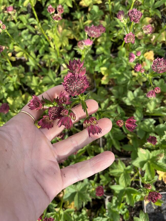 Astrantia 'Roma'