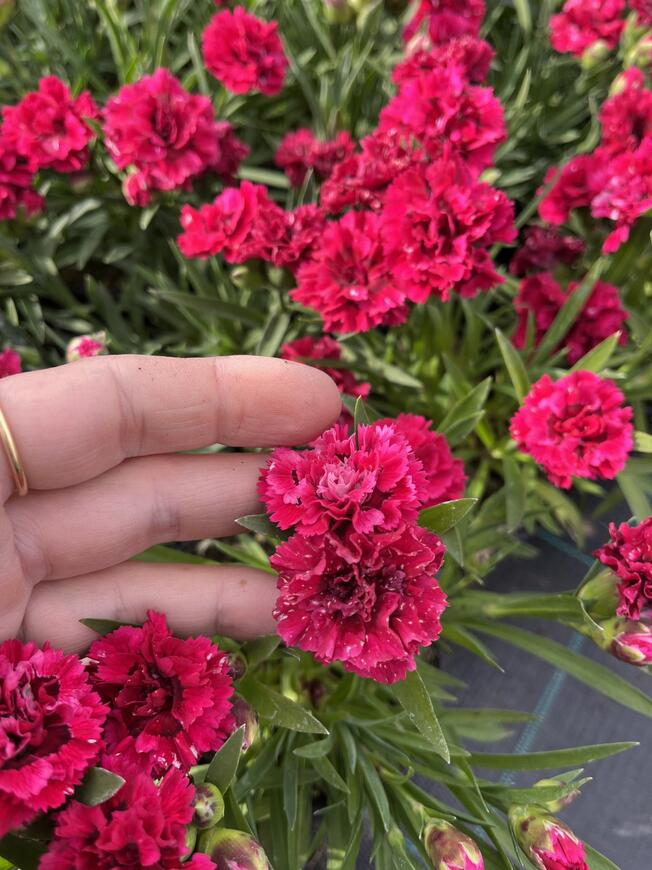 Dianthus caryophyllus 'DiaDeur® Mathilde'