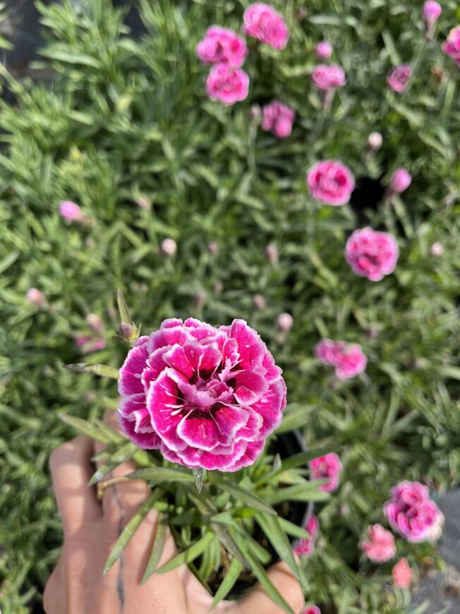 Dianthus caryophyllus 'Capitan Sir Henry'