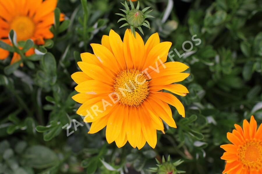 Gazánie zářivá 'Impressa Orange' - Gazania rigens 'Impressa Orange'