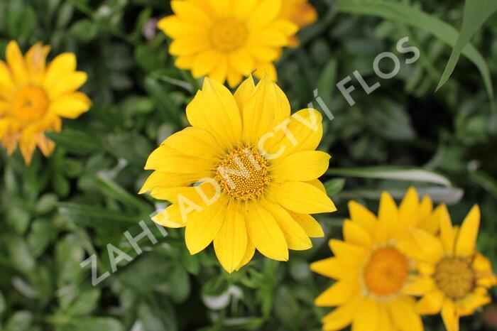 Gazánie zářivá 'Impressa Yellow' - Gazania rigens 'Impressa Yellow'