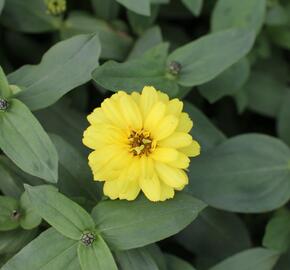 Ostálka hybrida 'Profusion Double Yellow' - Zinnia hybrida 'Profusion Double Yellow'