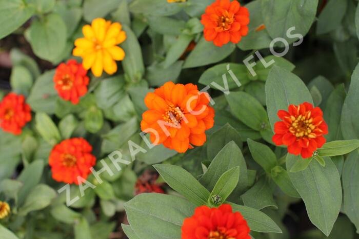 Ostálka hybrida 'Profusion Double Fire' - Zinnia hybrida 'Profusion Double Fire'