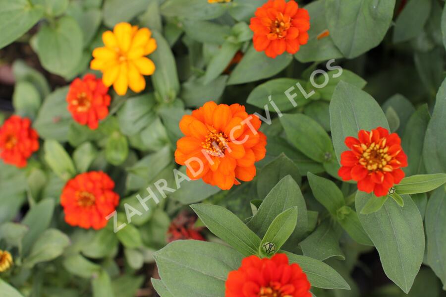 Ostálka hybrida 'Profusion Double Fire' - Zinnia hybrida 'Profusion Double Fire'