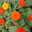 Ostálka hybrida 'Profusion Double Fire' - Zinnia hybrida 'Profusion Double Fire'