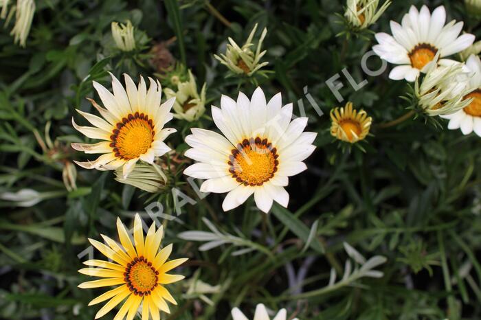 Gazánie zařivá 'Siesta White' - Gazania rigens 'Siesta White'