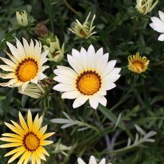 Gazánie zařivá 'Siesta White' - Gazania rigens 'Siesta White'