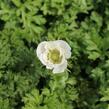 Sasanka věncová Anemone 'Bride' - Anemone coronaria 'Bride'