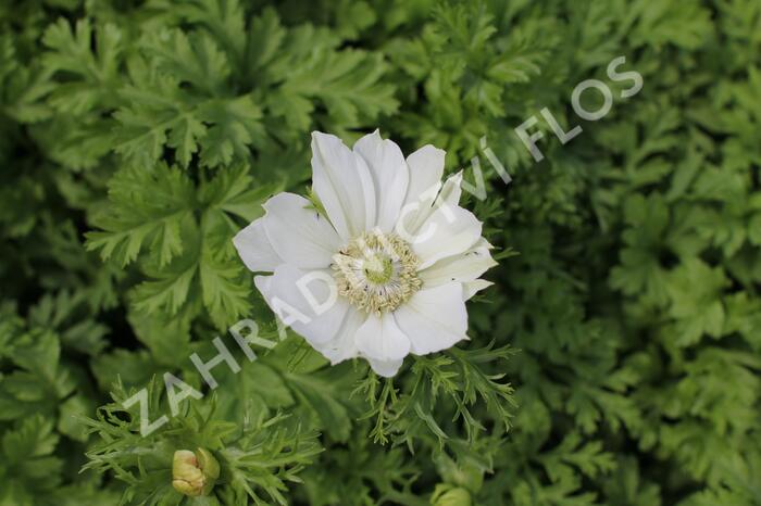 Sasanka věncová Anemone 'Bride' - Anemone coronaria 'Bride'