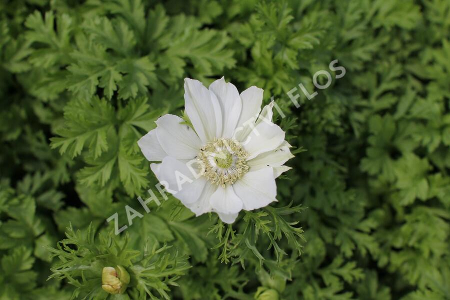 Sasanka věncová Anemone 'Bride' - Anemone coronaria 'Bride'