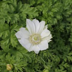 Sasanka věncová Anemone 'Bride' - Anemone coronaria 'Bride'