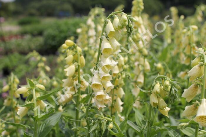 Náprstník velkokvětý - Digitalis ambigua (grandiflora)