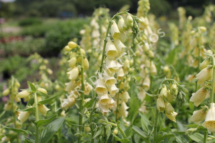 Náprstník velkokvětý - Digitalis ambigua (grandiflora)