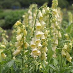 Náprstník velkokvětý - Digitalis ambigua (grandiflora)