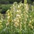 Digitalis ambigua (grandiflora).JPG