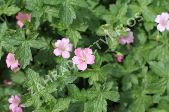 Kakost Endressův 'Wargrave Pink' - Geranium endressii 'Wargrave Pink'