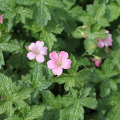 Kakost Endressův 'Wargrave Pink' - Geranium endressii 'Wargrave Pink'