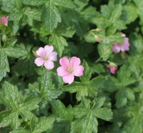 Kakost Endressův 'Wargrave Pink' - Geranium endressii 'Wargrave Pink'