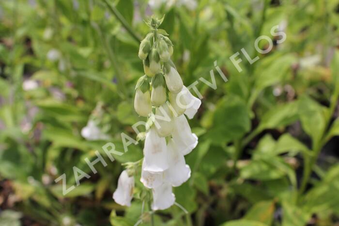 Náprstník červený - Digitalis purpurea f. albiflora