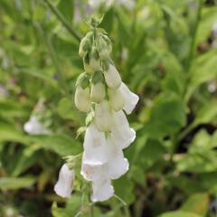 Náprstník červený - Digitalis purpurea f. albiflora