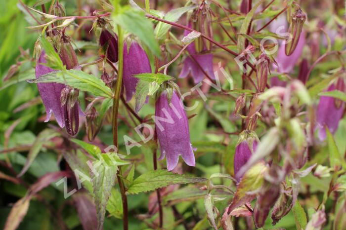 Zvonek tečkovaný 'Rubriflora' - Campanula punctata 'Rubriflora'